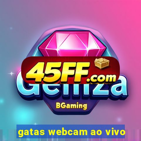 gatas webcam ao vivo